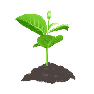 破土生长的树苗绿色生成动画gif动效源文件植树节元素